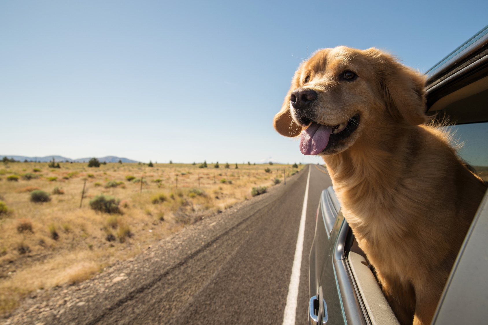 Partez en voiture en vacances avec votre chien