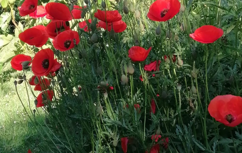 Location de vacances - Appartement à Haplincourt - Jardin  C'est parfois comme ça en été