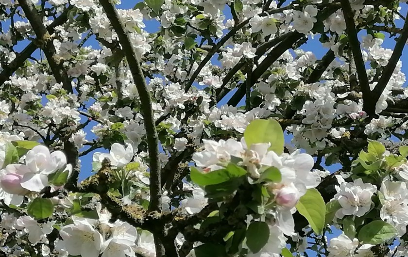 Location de vacances - Appartement à Haplincourt - Jardin  C'est parfois comme ça au printemps