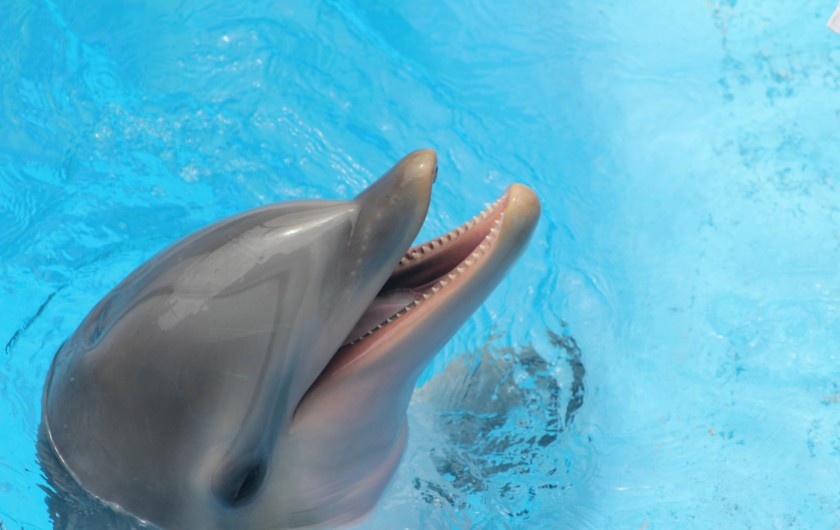 Location de vacances - Appartement à Dénia