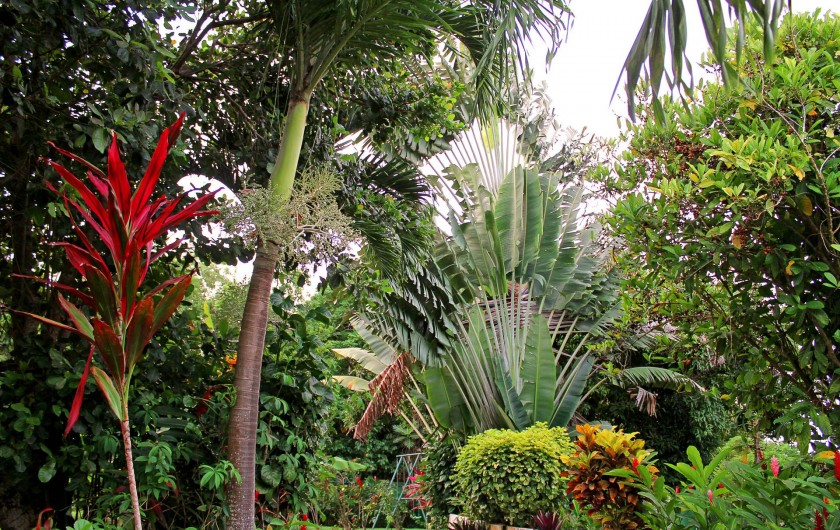 Location de vacances - Villa à Lamentin - jardin tropical