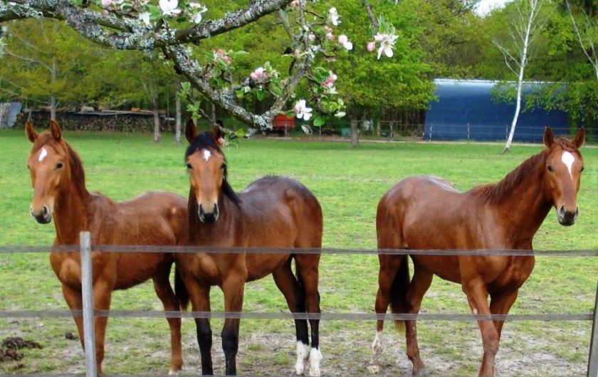 Location de vacances - Gîte à Neung-sur-Beuvron - Les chevaux du Haras