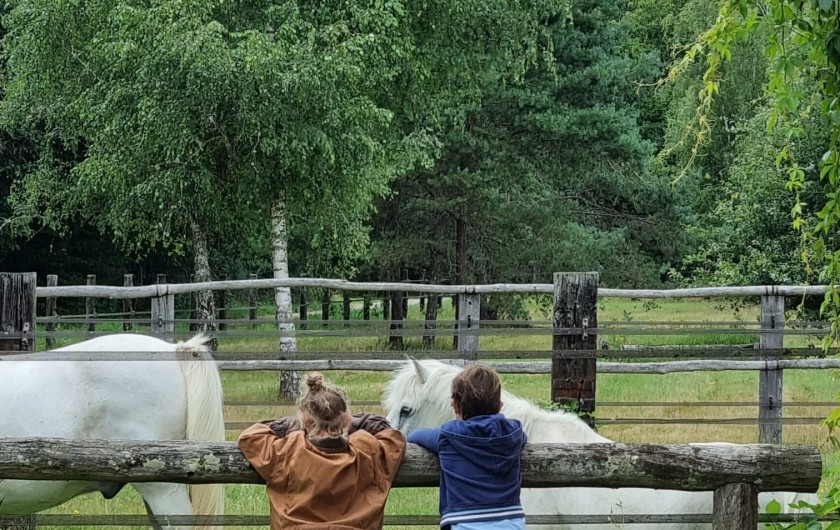 Location de vacances - Gîte à Neung-sur-Beuvron - enfants et poneys