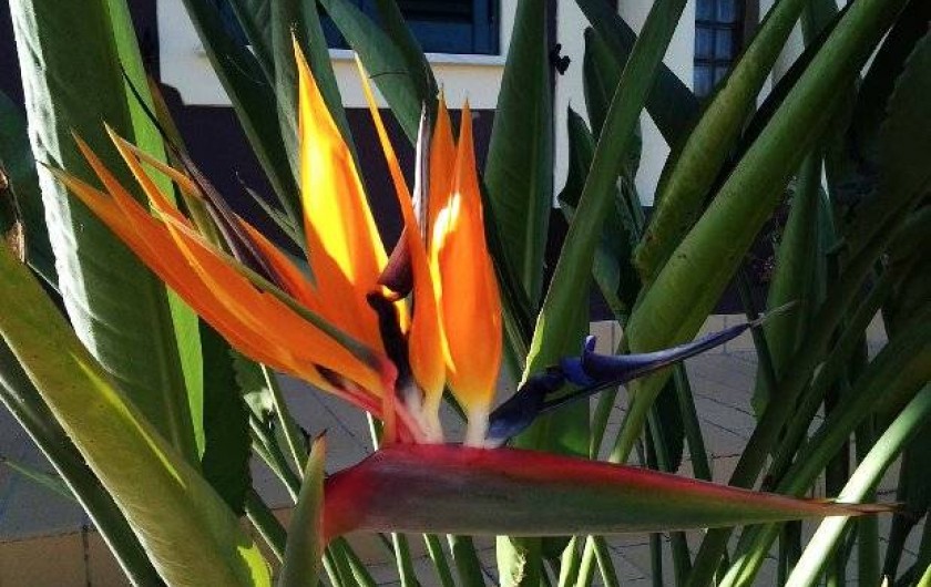 Location de vacances - Appartement à Armação de Pêra - Bec de peroquet