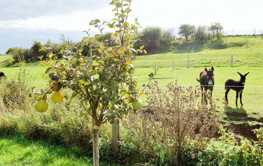 Location de vacances - Chambre d'hôtes à Landes-le-Gaulois - Nos ânes das leur pré