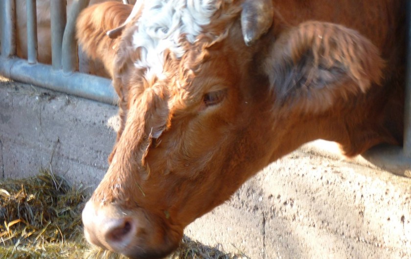 Location de vacances - Chambre d'hôtes à Bertrambois