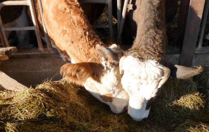 Location de vacances - Chambre d'hôtes à Bertrambois
