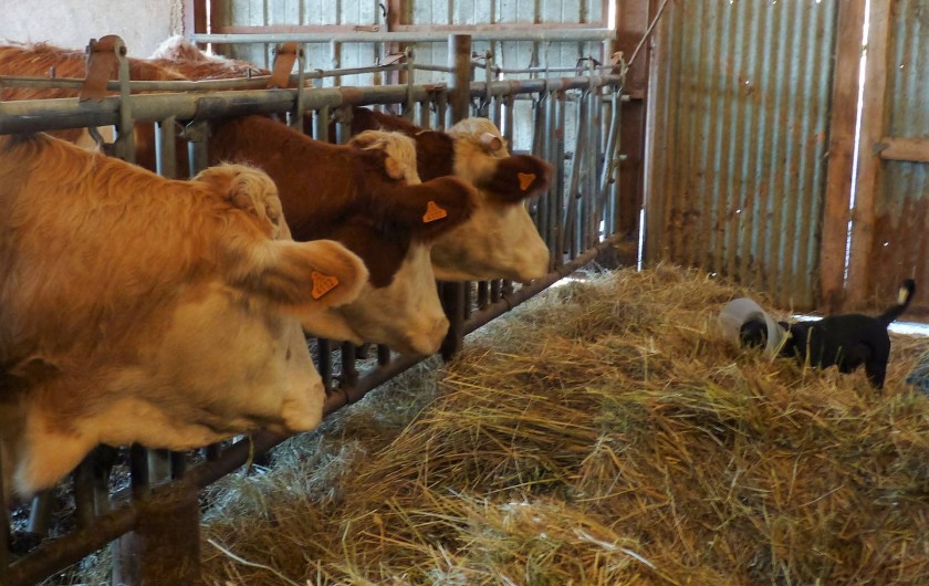 Location de vacances - Chambre d'hôtes à Bertrambois