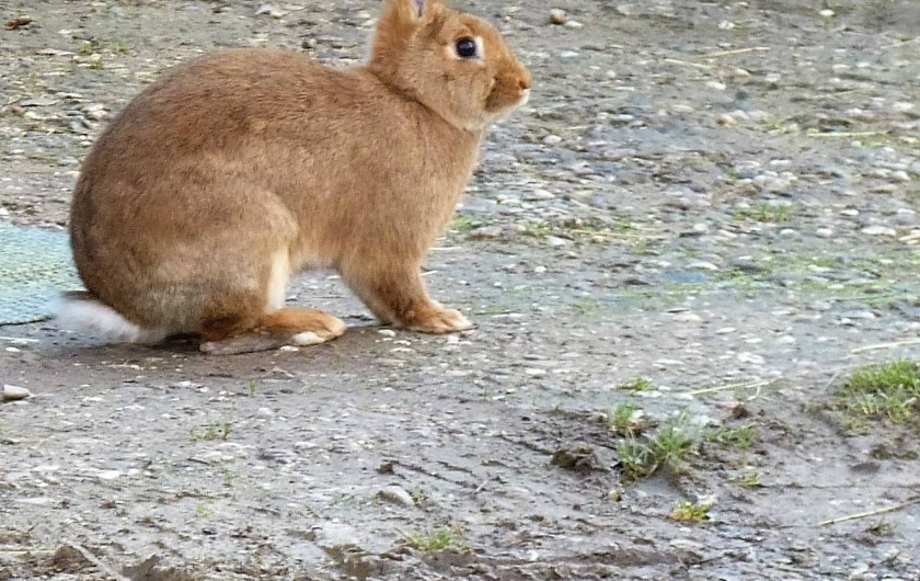 Location de vacances - Chambre d'hôtes à Bertrambois