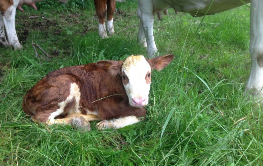 Location de vacances - Chambre d'hôtes à Bertrambois