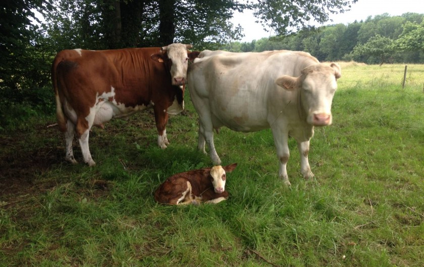 Location de vacances - Chambre d'hôtes à Bertrambois