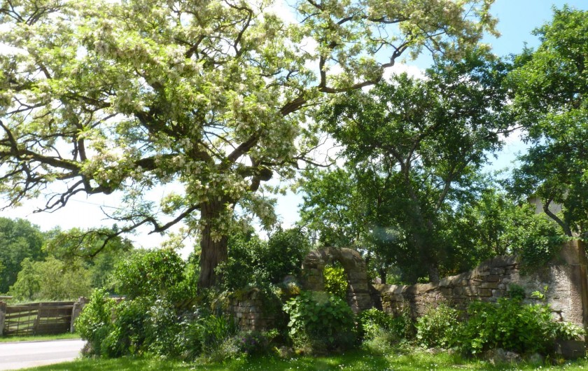 Location de vacances - Chambre d'hôtes à Bertrambois - L'acacia bicentenaire.