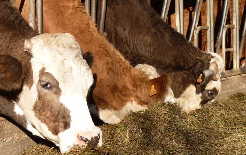 Location de vacances - Chambre d'hôtes à Bertrambois