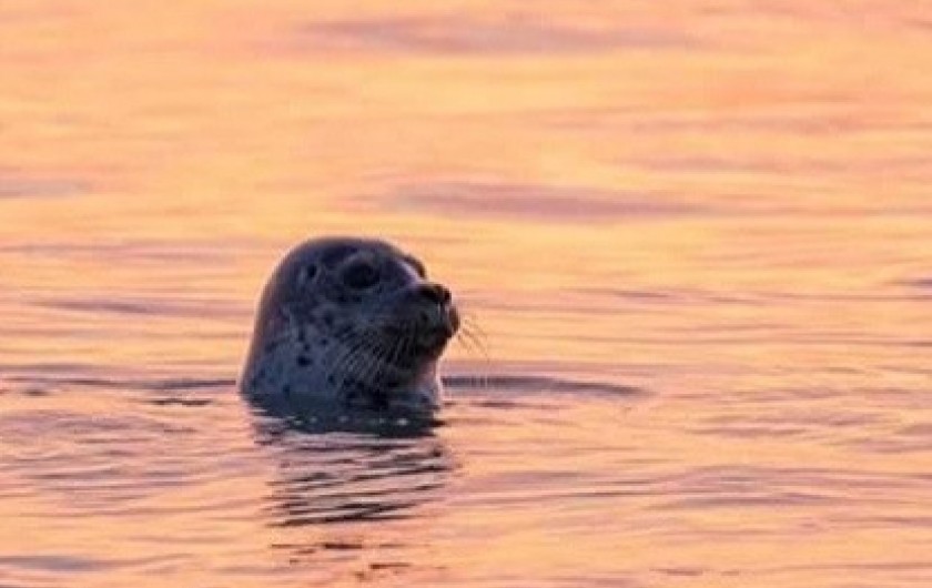 Location de vacances - Appartement à Cayeux-sur-Mer