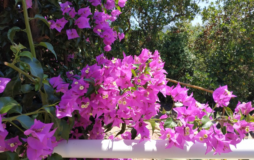 Location de vacances - Villa à Favone