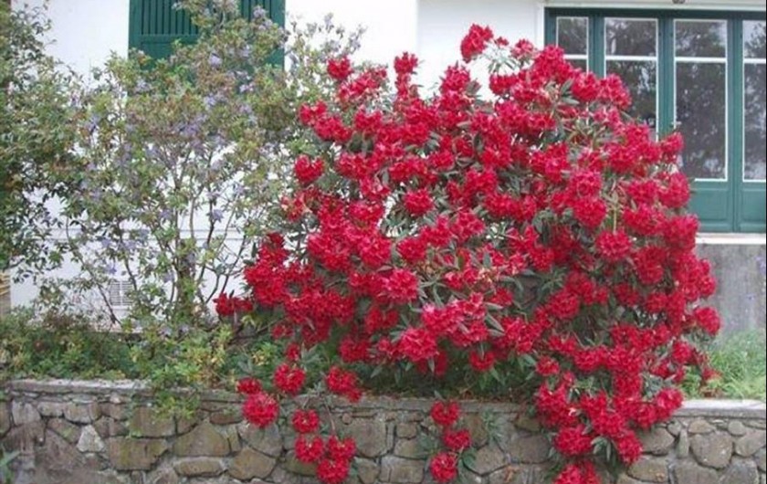 Location de vacances - Maison - Villa à Bidart - rhododendron
fleuri à paques