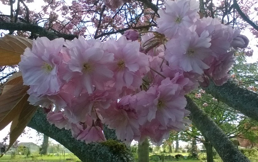 fleurs de prunus