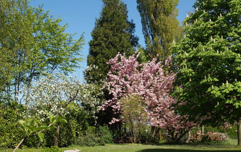 Location de vacances - Chambre d'hôtes à Bois-Guilbert - côté est du parc avec un prunus en fleurs