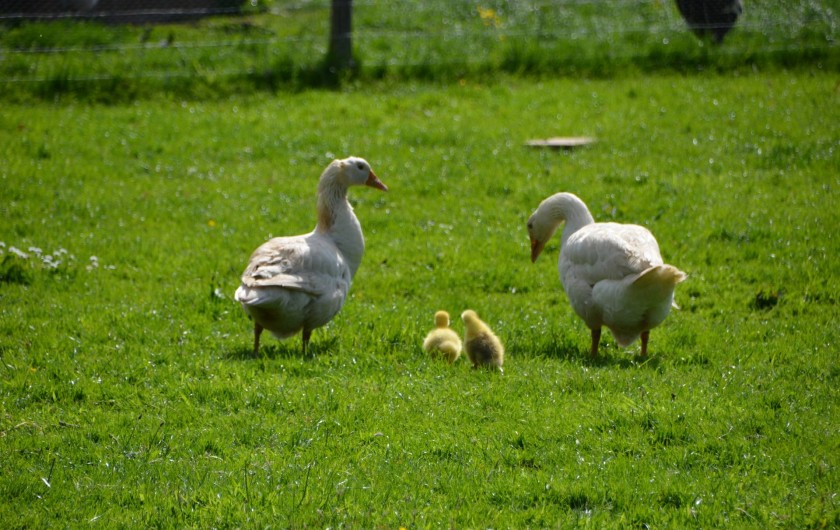 Location de vacances - Chambre d'hôtes à Bois-Guilbert - oies, jars et oisons
