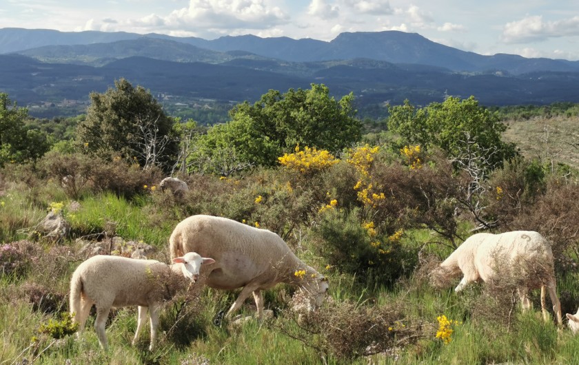 Location de vacances - Villa à Labeaume - Quand les moutons passent au Domaine.