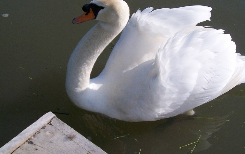 Location de vacances - Gîte à Saint-Omer - Le gourmand du marais viendra vous réclamer du main