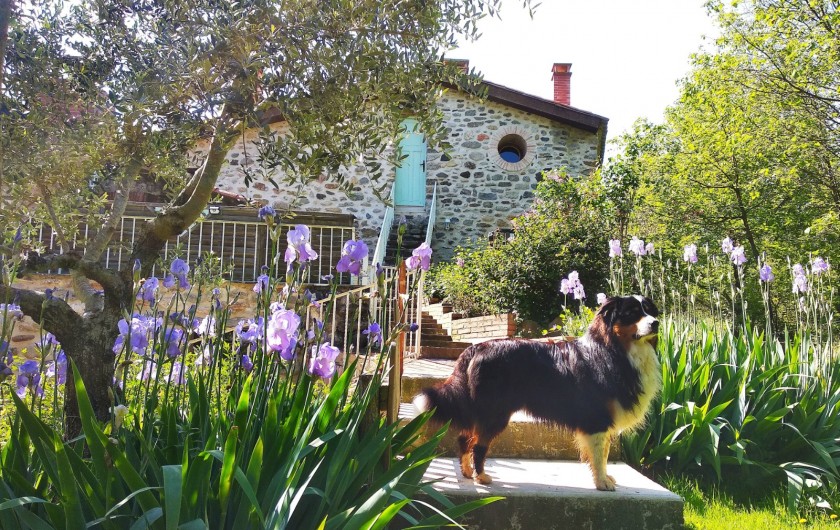 Location de vacances - Gîte à Eus - Moulin avec le gentil chien Baloo