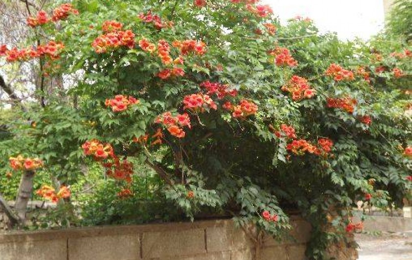 Location de vacances - Maison - Villa à Fabrezan