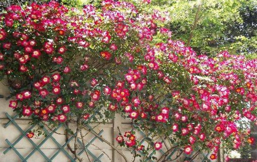 Location de vacances - Maison - Villa à Fabrezan