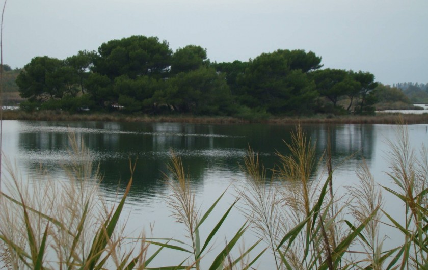 Location de vacances - Bungalow - Mobilhome à Saint-Aygulf - Pour les amateurs de pêche sur l'étang de Villepey (réserve naturelle)