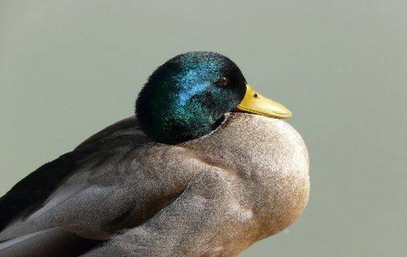 Location de vacances - Gîte à Saintes-Maries-de-la-Mer