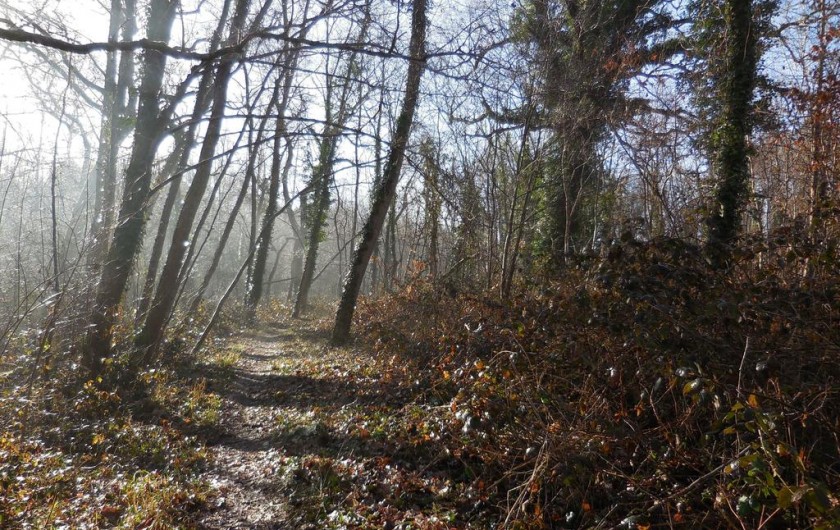 Location de vacances - Chambre d'hôtes à Laruscade - Chemin dans la forêt