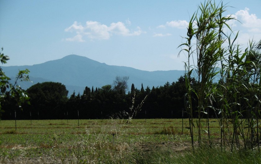 Location de vacances - Gîte à Elne - exterieurs