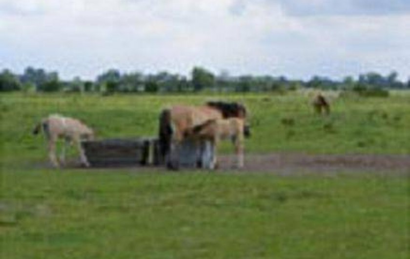 Location de vacances - Appartement à Le Crotoy
