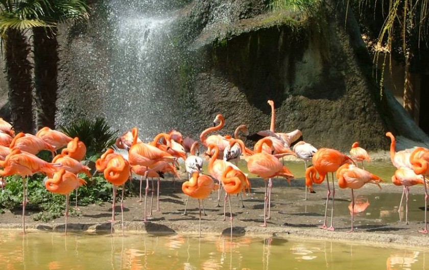 Location de vacances - Camping à Semussac