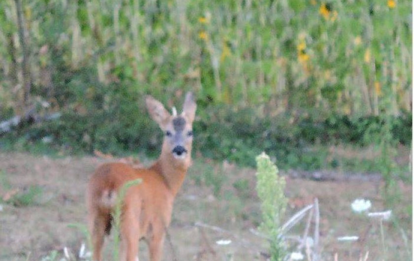Location de vacances - Gîte à Fossemagne