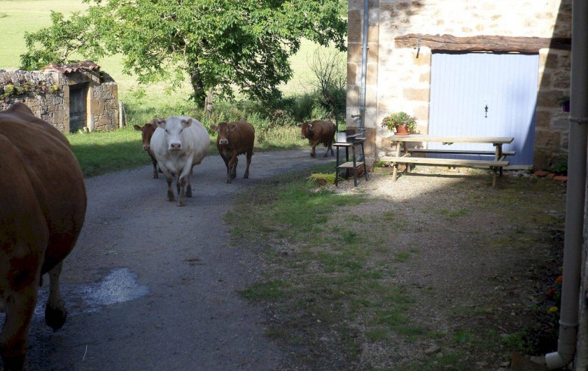 les vaches de nos voisins passent parfois pour rentrer du pré
