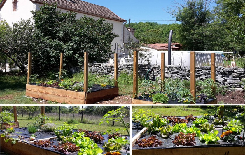 Location de vacances - Villa à Cahors - Votre Jardin Bio à votre disposition. Salades, tomates, fraises, basilic ...