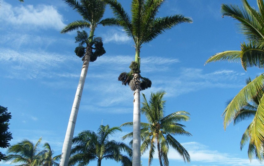 Les palmiers "colonne"  dans le jardin de CoCoThim.