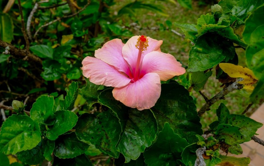 Location de vacances - Bungalow - Mobilhome à Sainte Rose