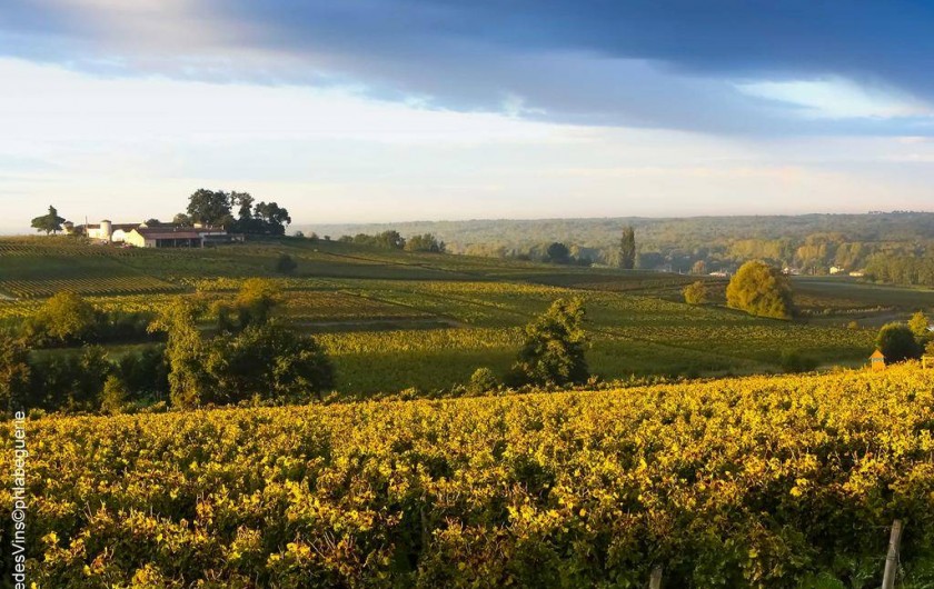 Location de vacances - Chambre d'hôtes à Sauternes