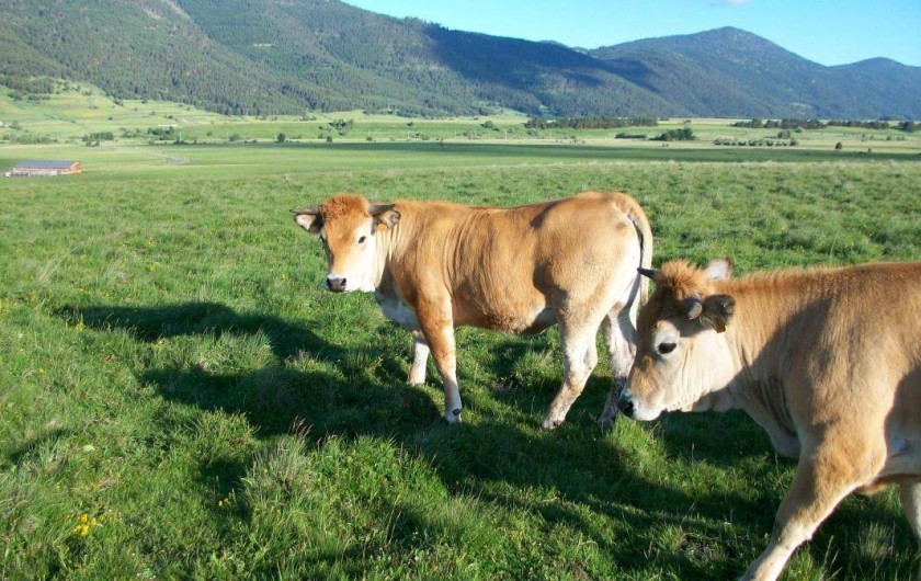 Location de vacances - Gîte à Formiguères