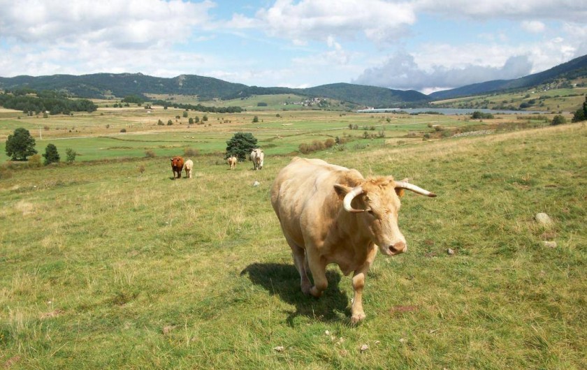 Location de vacances - Gîte à Formiguères
