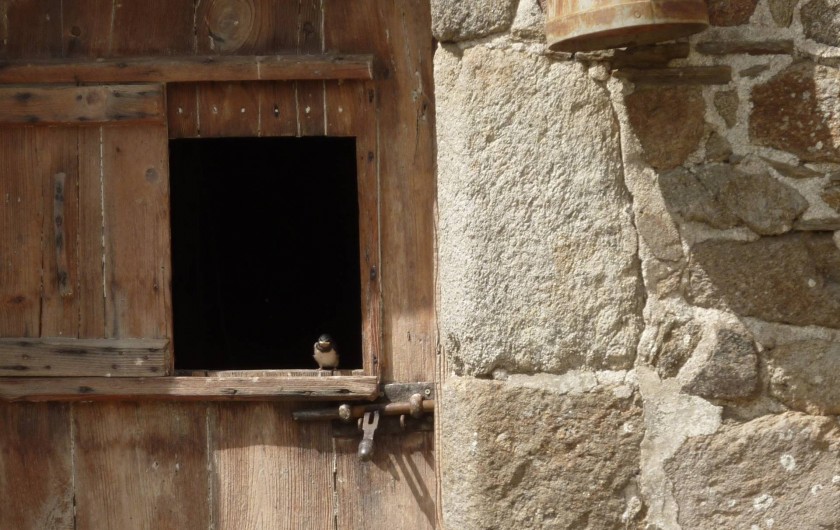 Location de vacances - Gîte à Cancale - Dans cette cave logent nos fidèles hirondelles