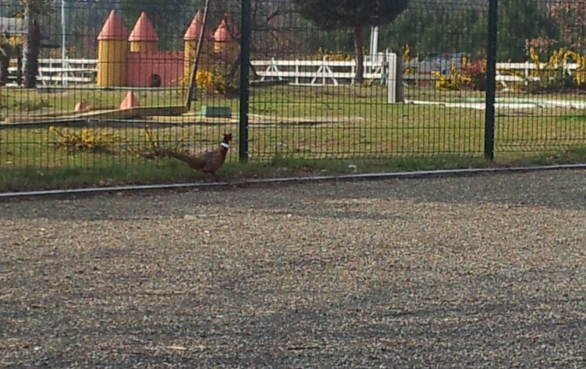 Location de vacances - Chalet à Lit-et-Mixe - minigolf