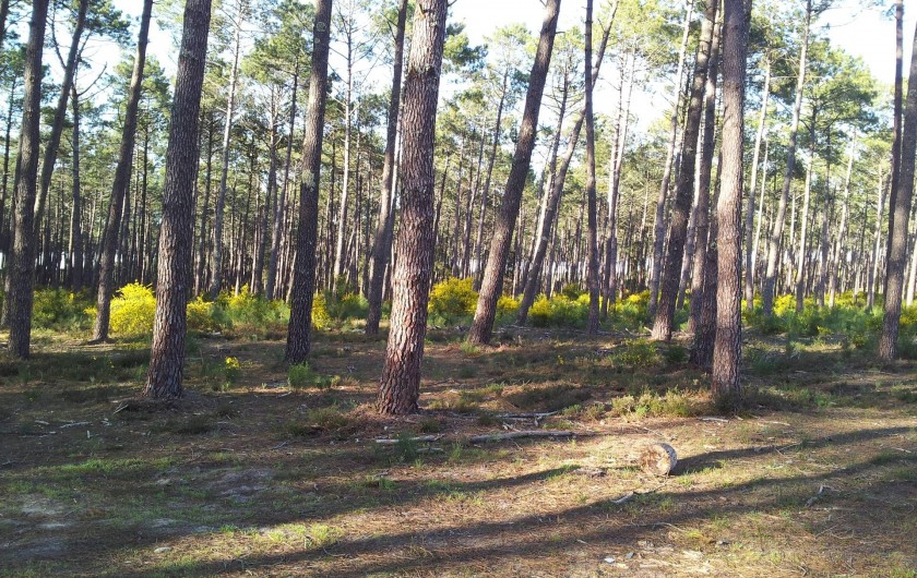 Location de vacances - Chalet à Lit-et-Mixe - la foret en face