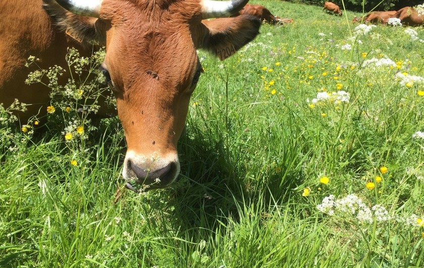 Location de vacances - Chalet à Arêches - Au pays du fromage de Beaufort et des belles vaches.