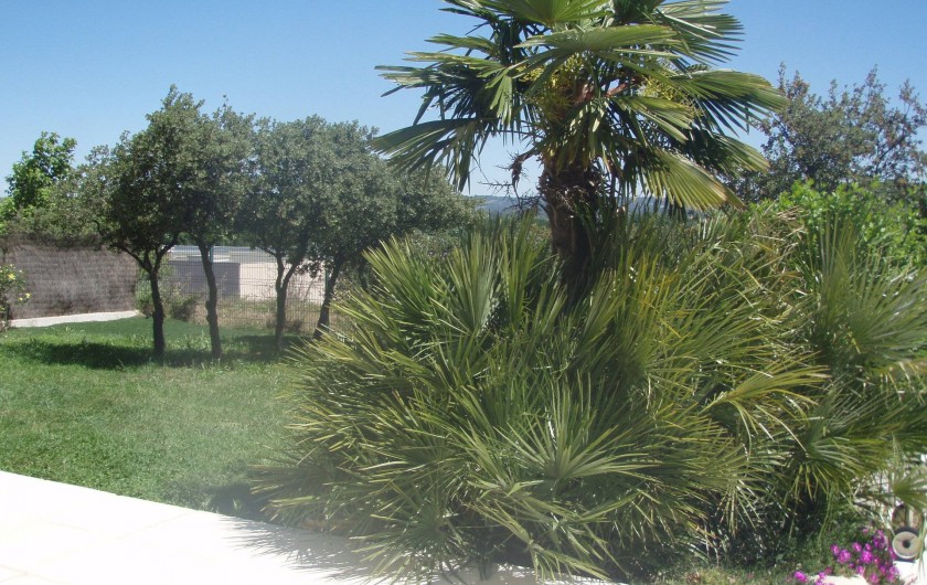 Vue du jardin côté Est avec Palmiers et chênes