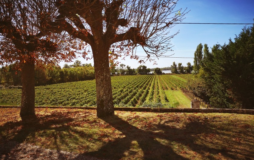 Location de vacances - Gîte à Bourg sur Gironde - Vue sur le vignoble et l'estuaire depuis le pavillon