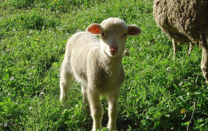 Location de vacances - Maison - Villa à Rapale - Un visiteur