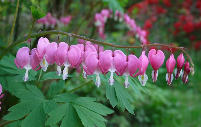 Location de vacances - Chambre d'hôtes à Longecourt-en-Plaine